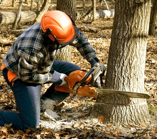 Tree Removal in Olney, TX